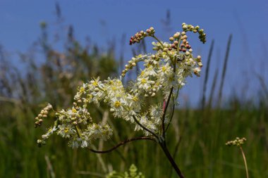 Flowering spring meadow. Filipendula vulgaris, commonly known as dropwort or fern-leaf dropwort. Place for text, blurred background.