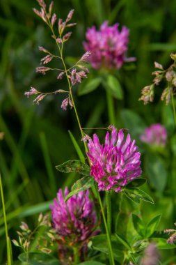 Trifolium pratense, kırmızı yonca. Yazın çayırdaki değerli çiçekleri toplayın. Şifalı ve bal taşıyan bitki, yem ve halk tıbbında tıbbi olarak yontulmuş yabani otlar..