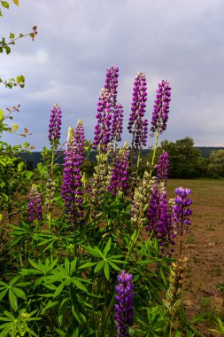 Gün batımında çayırda kır çiçekleri. Mor çiçekler lupinus, lupin, lupin. Yaz çiçeği arka planı.