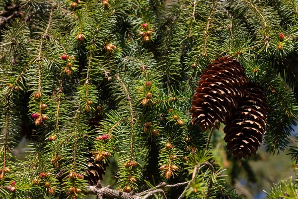 Sylvestris Scotch European Red Pine Scots Baltic Pine Gros Plan — Photo
