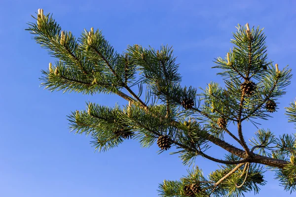 Sylvestris Scotch European Red Pine Scots Baltic Pine Closeup Macro — Stock Photo, Image