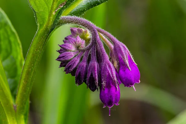 stock image In the meadow, among wild herbs the comfrey Symphytum officinale is blooming.