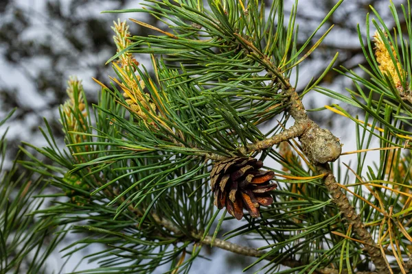 Sylvestris Scotch Ευρωπαϊκό Κόκκινο Πεύκο Σκωτίας Πεύκο Της Βαλτικής Closeup — Φωτογραφία Αρχείου