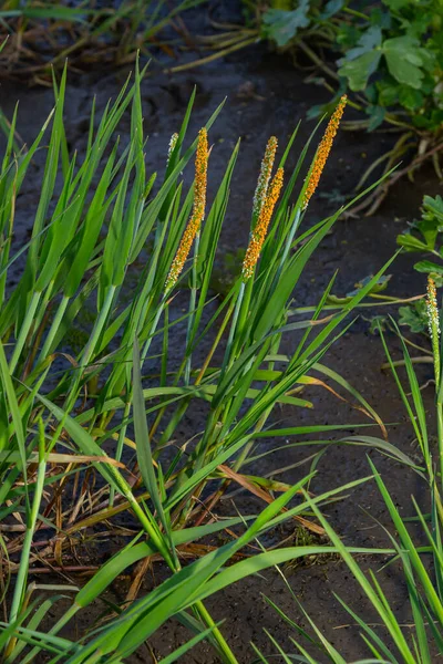 靠近一片开花结果的桔红色斑马鱼的草场 这是一种常见的草种 被称为速生狐狸尾巴或橙色狐狸尾巴 — 图库照片