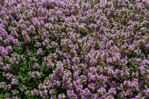 stock image Blossoming fragrant Thymus serpyllum, Breckland wild thyme, creeping thyme, or elfin thyme close-up, macro photo. Beautiful food and medicinal plant in the field in the sunny day.