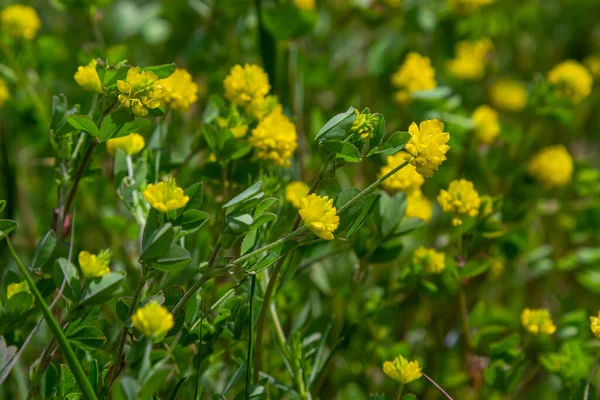 Trifolium Campestreまたはホップの三葉虫の花 閉じる 緑の葉を持つ黄色または金色のクローバー 野生または野生のクローバーは 豆やマメ科の草本 年間および開花植物です — ストック写真