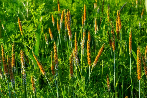 Gros Plan Une Prairie Alopecurus Aequalis Une Espèce Commune Herbe — Photo