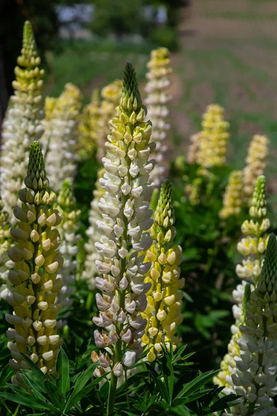Beyaz Uzun Acı Bakla Çiçekler Bahar Çiçeği Ile Seçici Odak — Stok fotoğraf