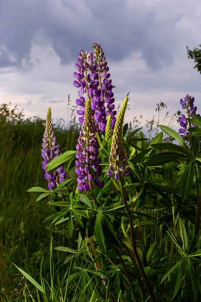 夏の野生の花は日の出に牧草地に並ぶ 紫色の花ルピナス ルピン ルピナス 夏の花の背景 — ストック写真