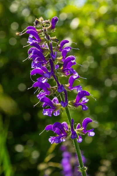 Salvia Pratensis Ängsleret Eller Ängssalvia Blomsterväxt Familjen Lamiaceae Hemma Europa — Stockfoto