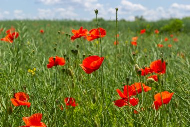 Common names for Papaver rhoeas include corn poppy, corn rose, field, Flanders, red or common poppy.