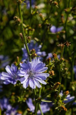 Çiçekli hindiba, yaygın hindiba Cichorium intybus. Bal bitkisi, nektar ve polen. Kahve dublörü. Şekerlemelerde, konserve üretiminde, iştah açıcı içeceklerde, hindiba enfeksiyonunda kullanılır..
