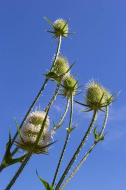 Sonbaharda, Dipsacus fullonum ya da Wilde karde olarak da adlandırılan vahşi çay çiçekleri seçilmiş odak noktası, Bokeh.