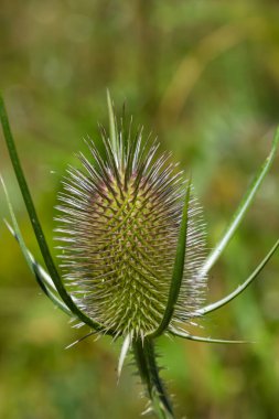 Dipsacus fullonum, bahçedeki çay çiçeği seçici odak noktası.