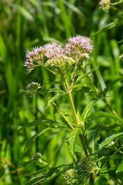 It blooms in the wild hemp agrimony Eupatorium cannabinum.