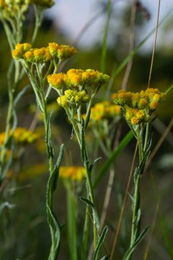 Yellow Mediterranean flowers on the background of the sea with a shallow depth of field. Helichrysum italicum.