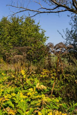 Heracleum Sosnowskyi mavi gökyüzü arka planında. Heracleum Sosnowskyi 'nin her yerinde yoğun zehirli alerjik furanomarin bulunur..