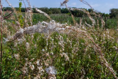 Ormanda tuhaf şekilli ateş otu çiçekleri. Vahşi doğa güzelliğinin sonbahar harikaları.