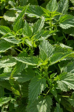Urtica dioica ya da ısırgan otu, bahçede. Isırgan otu, kanama, idrar söktürücü, ateş düşürücü, yara iyileştirme, antiheumatik madde olarak kullanılan bir ilaç..