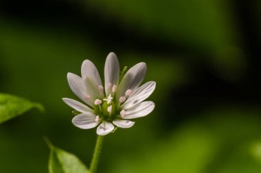 Myosoton aquaticum, plant with small white flower known as water chickweed or giant chickweed on green blurred background.