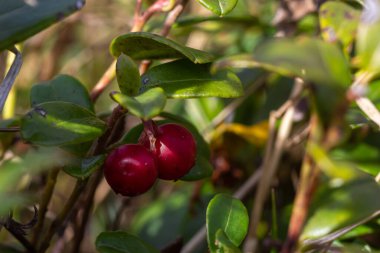 Lingonberry Fireballs - Latince adı - Vaccinium vitis-idaea Fireballs.