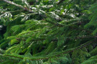 Yeşil ladin dalları dokulu bir arka plan olarak. Yeşil ladin, beyaz ladin ya da Colorado mavi ladin..