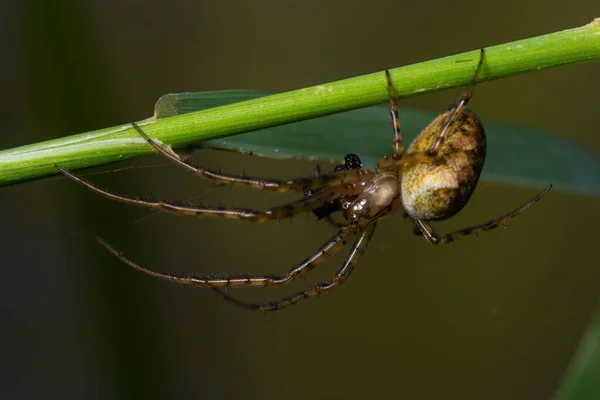 蜘蛛网坐在其网站上 背景模糊 焦点选择性强 宏观形象不错 蜘蛛网里的蜘蛛是花园里蜘蛛的特写镜头 — 图库照片