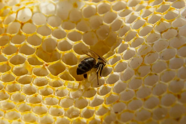 Гарний Стілець Бджолами Крупним Планом Рой Бджіл Повзає Крізь Гребінці — стокове фото