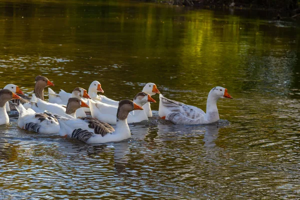 Domowe Gęsi Pływają Wodzie Stado Białych Pięknych Gęsi Rzece — Zdjęcie stockowe