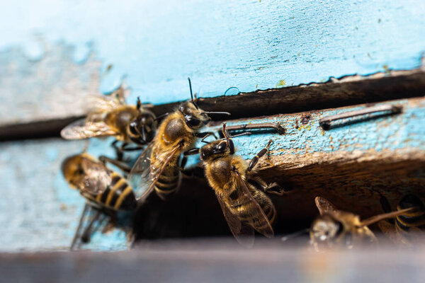 Group of bees near a beehive, in flight. Wooden beehive and bees. Bees fly out and fly into the round entrance of a wooden vintage beehive in an apiary close up view.
