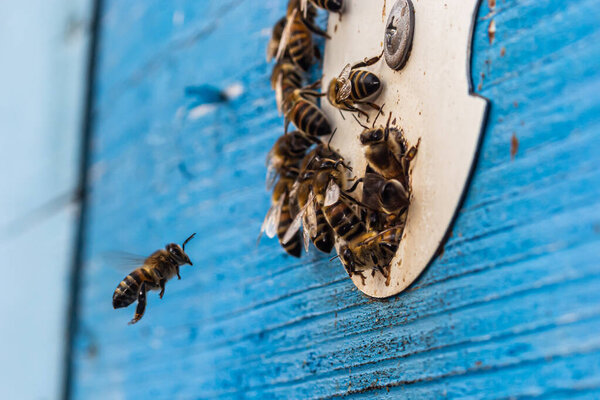 Group of bees near a beehive, in flight. Wooden beehive and bees. Bees fly out and fly into the round entrance of a wooden vintage beehive in an apiary close up view.