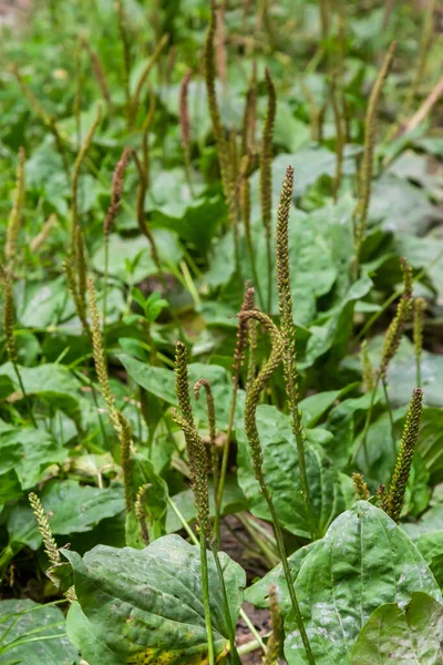 Plantago Major Plantago Plantain Fleaworts Parallel Veins Diverge Wider Leaf — Stock Photo, Image