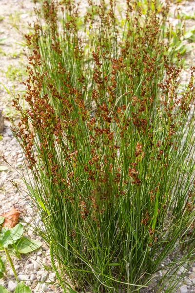 Common Soft Rush Juncus Effusus Perennial Herbaceous Flowering Plant Species — 스톡 사진