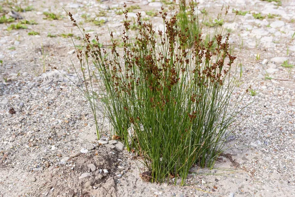 Common Soft Rush Juncus Effusus Uma Espécie Planta Com Flor — Fotografia de Stock