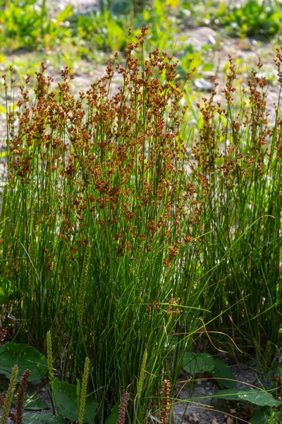 一般的なソフトラッシュユンカス属 Juncus Effusus 科ユンカス属の多年草の草本開花植物種です — ストック写真