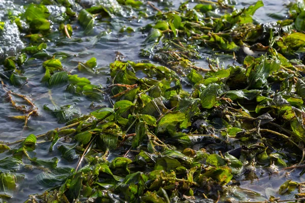 Берег Озера Усыпан Листьями Осенний Пейзаж Озере Центральной Европе Ранняя — стоковое фото