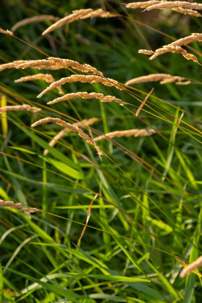 Anthoxanthum Odoratum Golden Spikelets Summer Field August — Fotografia de Stock