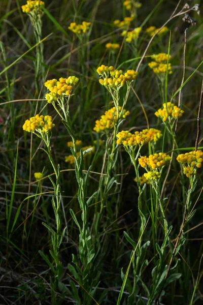 Yellow Mediterranean Flowers Background Sea Shallow Depth Field Helichrysum Italicum — Stock Photo, Image
