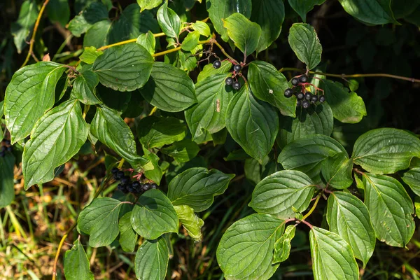 コルナス サンギネア Cornus Sanguinea ソッドファミリーの多年生植物です 小さな花と黒い食用果実を持つ背の高い低木 芝井戸は観賞用植物として栽培されている — ストック写真