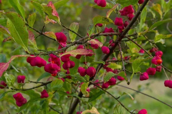 Euonymus Europaeus Europäische Spindelkapsel Reifende Herbstfrüchte Rot Bis Violett Oder — Stockfoto