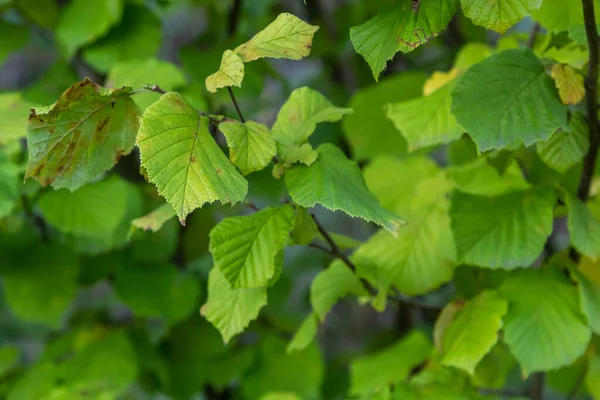 在一片森林里 嫩绿的 普通的淡褐色叶子在纤细的枝条上被美丽地反光照射着 — 图库照片