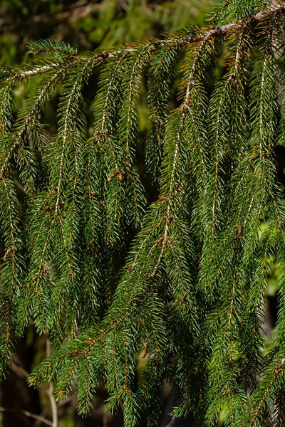 Green Spruce Branches Textured Background Green Spruce White Spruce Colorado — Stock Photo, Image