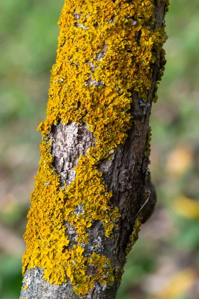 Xanthoria Parietina Common Orange Lichen Yellow Scale Maritime Sunburst Lichen — 스톡 사진