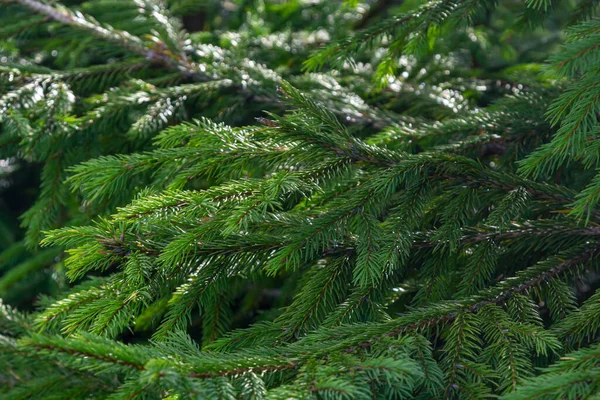 Green Spruce Branches Textured Background Green Spruce White Spruce Colorado Stock Picture
