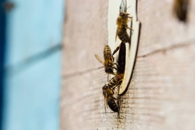 Arı kovanının yakınında bir grup arı uçuyor. Tahta arı kovanı ve arılar. Arılar uçar ve arı kovanının yuvarlak girişine doğru uçar. Arı kovanına yakından bakar..