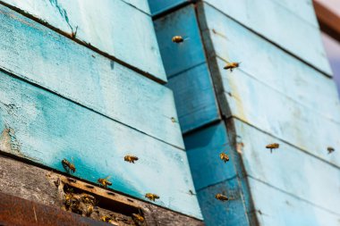 Arı kovanının yakınında bir grup arı uçuyor. Tahta arı kovanı ve arılar. Arılar uçar ve arı kovanının yuvarlak girişine doğru uçar. Arı kovanına yakından bakar..