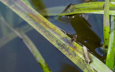 Böcek Gerris lacustris, Avrupa 'da su yüzeyinde hızlı hareket edebilme ve hidrofobik bacaklara sahip bir su yürüyüşçüsü türüdür..