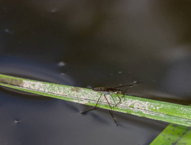Böcek Gerris lacustris, Avrupa 'da su yüzeyinde hızlı hareket edebilme ve hidrofobik bacaklara sahip bir su yürüyüşçüsü türüdür..