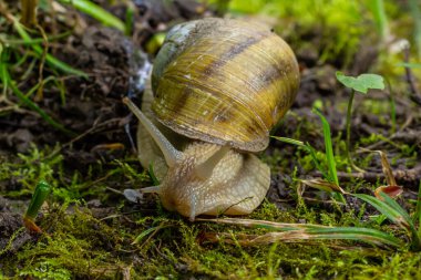 Helix pomatia ayrıca Romalı salyangoz, Burgundy salyangozu, yenilebilir salyangoz veya salyangoz, Helicidae familyasından bir karasal pulmonat yumuşakçasıdır..