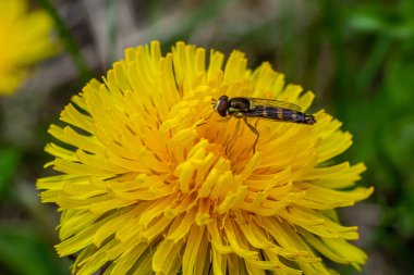 Macro of a long hoverfly Sphaerophoria scripta of the Syrphidae family on a yellow flower.